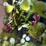 Terrarium Wilder - Bể Đa Giác - Quà Tặng Thiên Nhiên