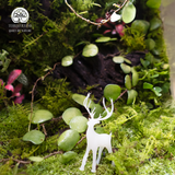 Terrarium Wilder - Bể Đa Giác - Quà Tặng Thiên Nhiên