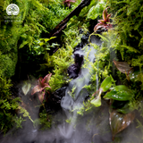 Terrarium