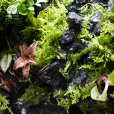 Terrarium