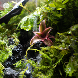 Terrarium