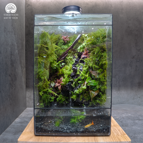Terrarium Vũ Lâm - Bể Rừng Mưa Thác Nước