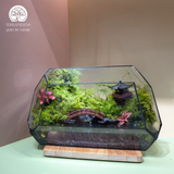 Terrarium Lagoon – Bể Đa Giác Ngang – Dấu Ấn Thanh Bình Cho Góc Trang Trí