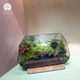Terrarium Lagoon – Bể Đa Giác Ngang – Dấu Ấn Thanh Bình Cho Góc Trang Trí