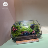 Terrarium Lagoon – Bể Đa Giác Ngang – Dấu Ấn Thanh Bình Cho Góc Trang Trí