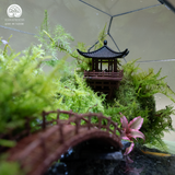 Terrarium Lagoon – Bể Đa Giác Ngang – Dấu Ấn Thanh Bình Cho Góc Trang Trí