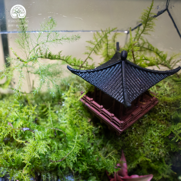 Terrarium đình cổ