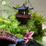 Terrarium Lagoon – Bể Đa Giác Ngang – Dấu Ấn Thanh Bình Cho Góc Trang Trí