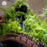Terrarium Lagoon – Bể Đa Giác Ngang – Dấu Ấn Thanh Bình Cho Góc Trang Trí