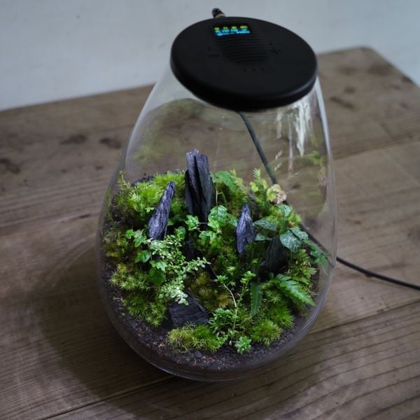Dấu Hiệu Terrarium Bị Dư Ẩm