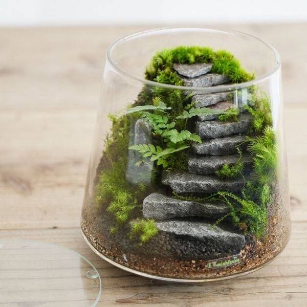 Cách Nhận Biết Terrarium Bị Dư Ẩm, Thiếu Sáng Và Cách Xử Lý Hiệu Quả