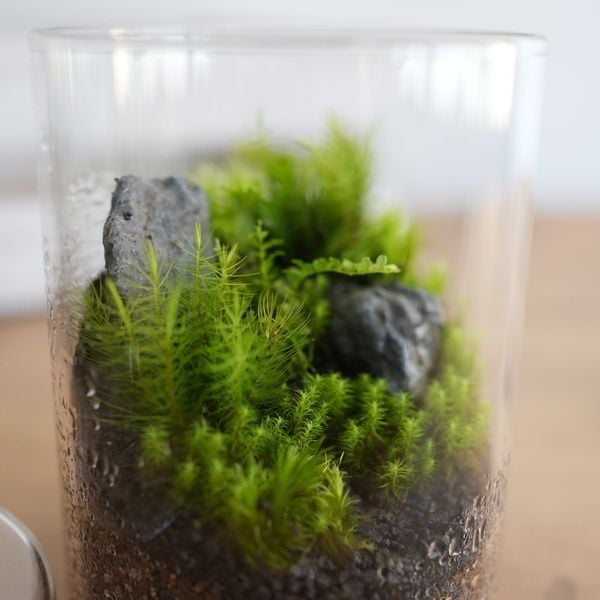 Dấu Hiệu Terrarium Thiếu Sáng