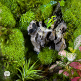 Terrarium Lộc Uyển - Bể Chữ Nhật - Trang Trí Nghệ Thuật