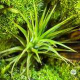 Terrarium Lộc Uyển - Bể Chữ Nhật - Trang Trí Nghệ Thuật