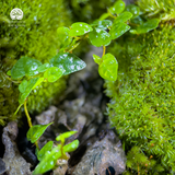 Terrarium Lộc Uyển - Bể Chữ Nhật - Trang Trí Nghệ Thuật