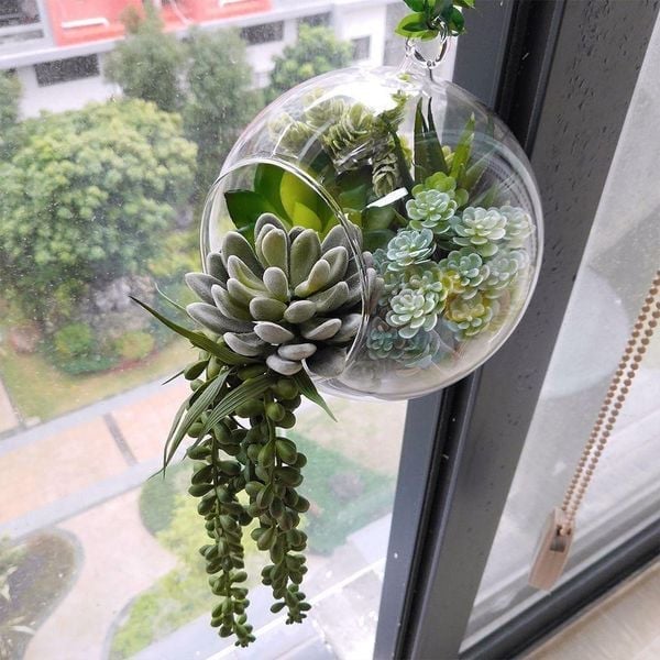Terrarium sen đá