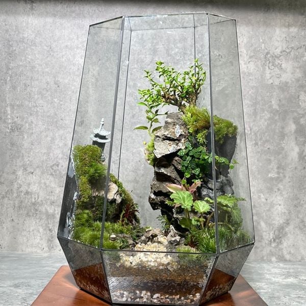 Terrarium hoạt động như thế nào? Bí mật của hệ sinh thái thu nhỏ