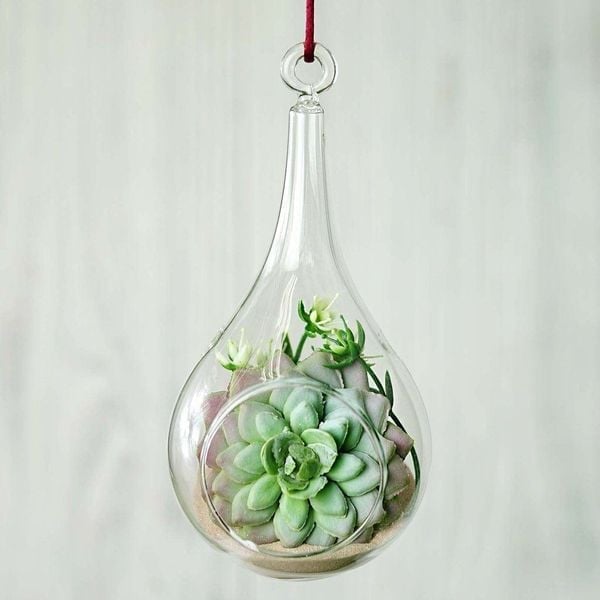 Terrarium sen đá