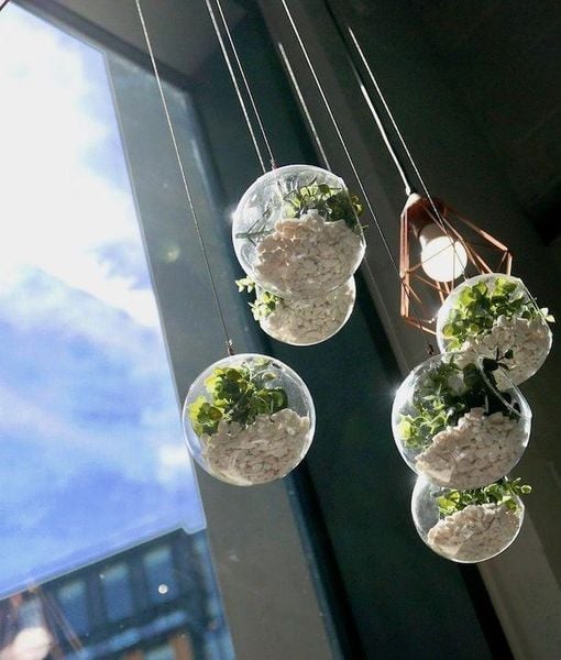 Terrarium sen đá