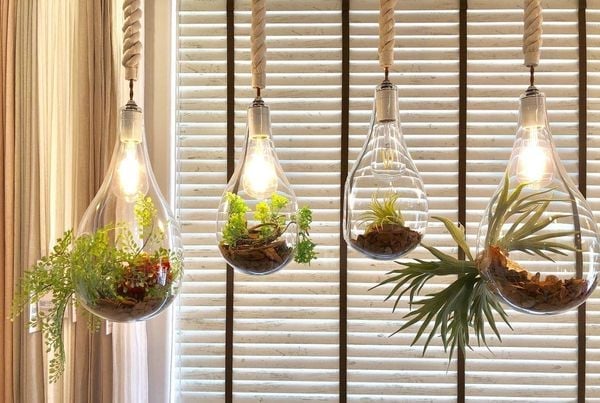 Terrarium sen đá
