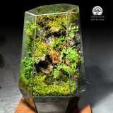 Terrarium Rễ Rừng Kỳ Vĩ - Bể Đa Giác - Trang Trí Nội Thất