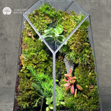 Terrarium Vách Dốc - Bể Đa Giác - Trang Trí Nghệ Thuật Tối Giản
