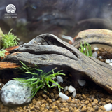 Terrarium Gốc Cổ Thụ | Bể Trụ Trang Trí Bàn Làm Việc