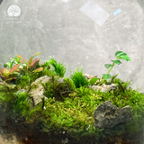 Terrarium Rêu Xanh - Bể Tròn - Size Trung - Để Bàn, Quà Tặng Lưu Niệm