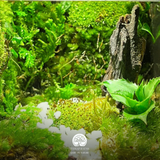 Terrarium Vườn Cổ Tích | Bể Hộp Vuông | Quà Tặng Sáng Tạo