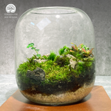 Terrarium Rêu Xanh - Bể Tròn - Size Trung - Để Bàn, Quà Tặng Lưu Niệm