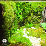 Terrarium Vườn Cổ Tích | Bể Hộp Vuông | Quà Tặng Sáng Tạo
