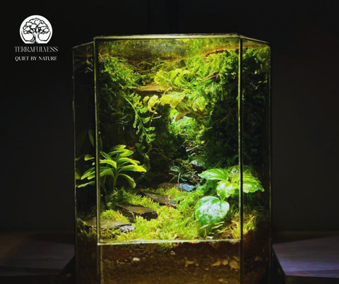 Terrarium Vách Rừng Sâu | Bể Chữ Nhật Để Bàn