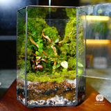 Terrarium Vách Rừng Nhiệt Đới  | Bể Trụ Đứng Trang Trí Không Gian Sống