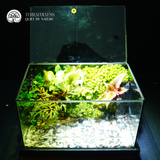 Terrarium Bán Cạn Mini - Bể Chữ Nhật - Trang Trí Để Bàn