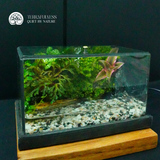 Terrarium Bán Cạn Mini - Bể Chữ Nhật - Trang Trí Để Bàn