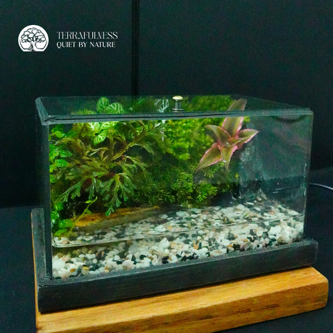 Terrarium Bán Cạn Mini - Bể Chữ Nhật - Trang Trí Để Bàn