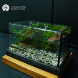 Terrarium Bán Cạn Mini - Bể Chữ Nhật - Trang Trí Để Bàn
