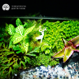 Terrarium Bán Cạn Mini - Bể Chữ Nhật - Trang Trí Để Bàn