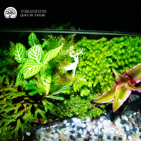 Terrarium Bán Cạn Mini - Bể Chữ Nhật - Trang Trí Để Bàn
