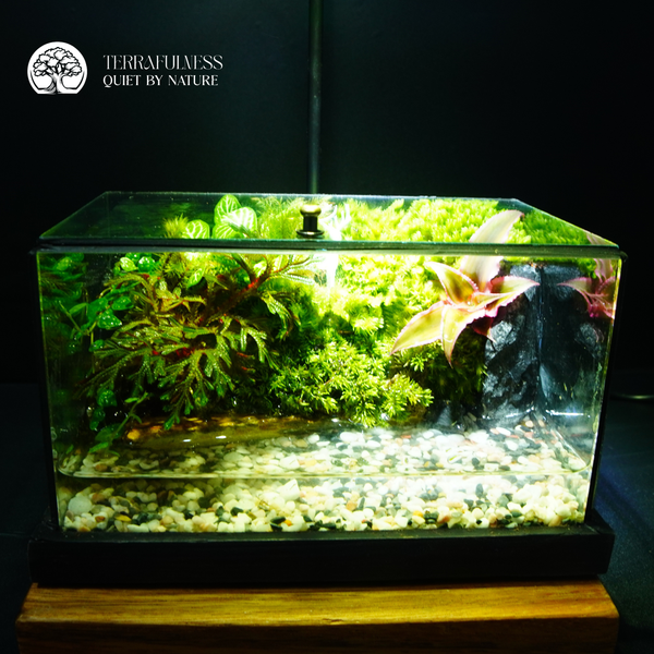 Terrarium