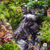Terrarium Hồng Niên Thác Vũ – Dòng Chảy Tài Lộc Cho Năm Mới An Khang