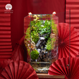Terrarium Hồng Niên Thác Vũ – Dòng Chảy Tài Lộc Cho Năm Mới An Khang