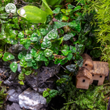 Terrarium Hồng Niên Thác Vũ – Dòng Chảy Tài Lộc Cho Năm Mới An Khang
