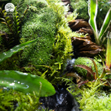 Terrarium