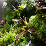Terrarium