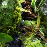 Terrarium