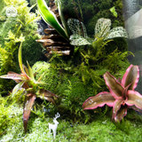 Terrarium