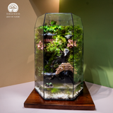 Terrarium Emerald Falls – Bể Đa Giác Đứng – Decor Không Gian Sống