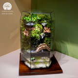 Terrarium Emerald Falls – Bể Đa Giác Đứng – Decor Không Gian Sống