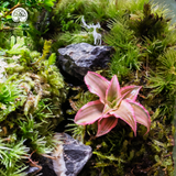 Terrarium Emerald Falls – Bể Đa Giác Đứng – Decor Không Gian Sống
